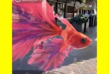 Snapchat(色拉布)安卓版APP下载-最多软件库